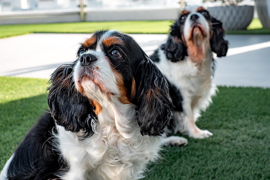 Two dogs relaxing in a boarding suite