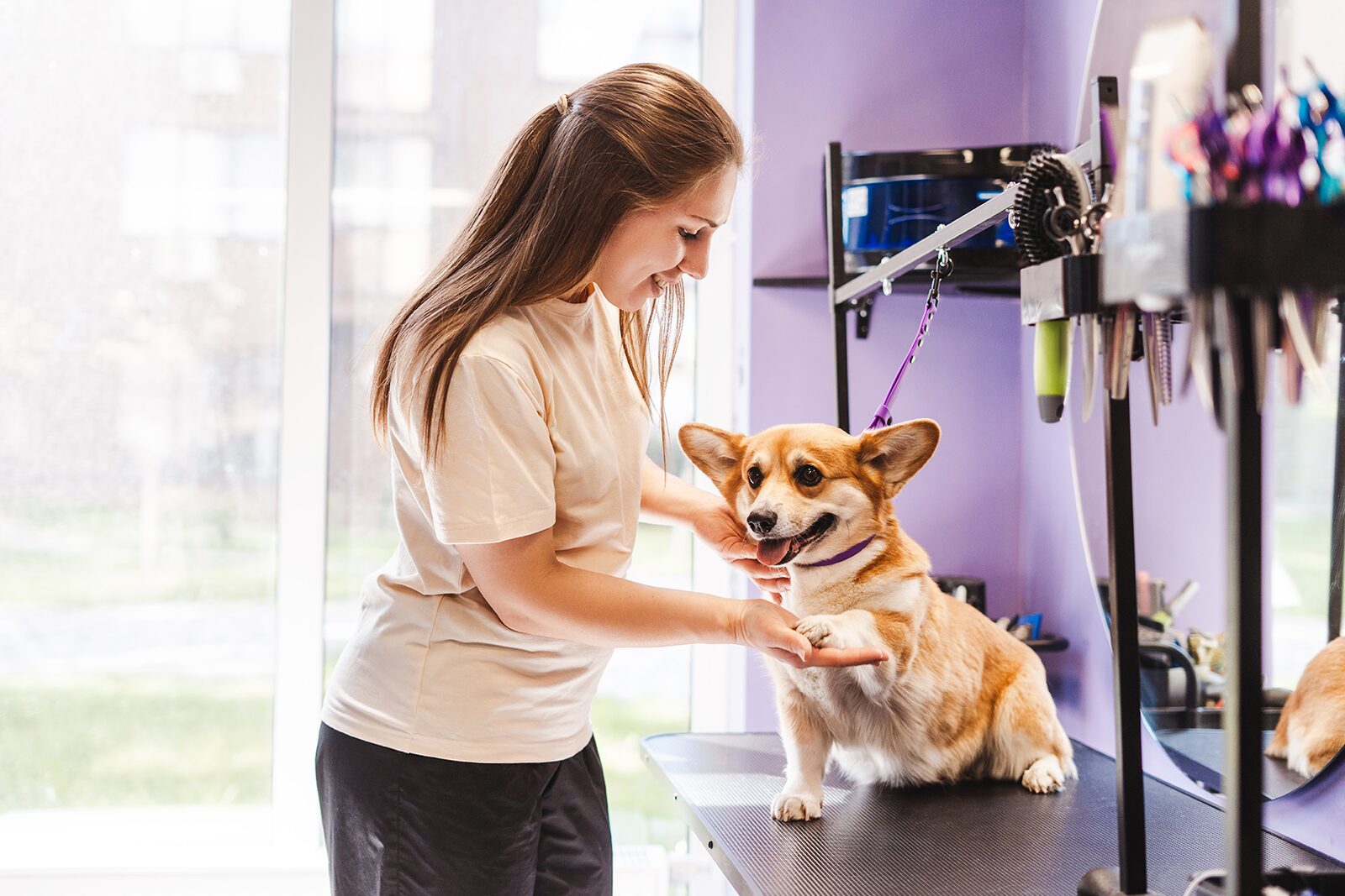 A member of the team greeting a corgi