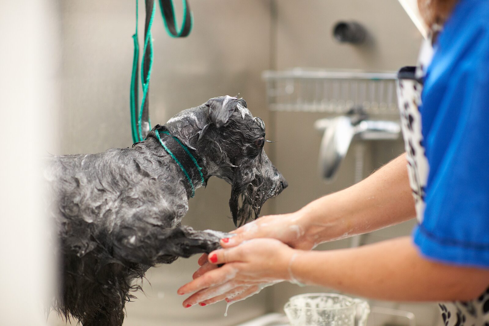 Bath & Brush