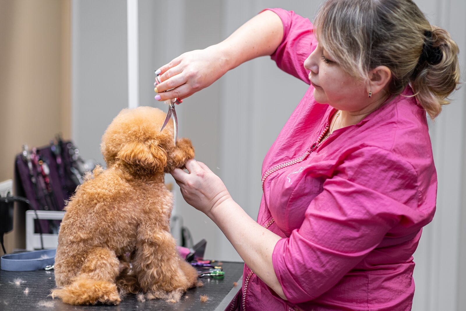 Puppy's First Groom