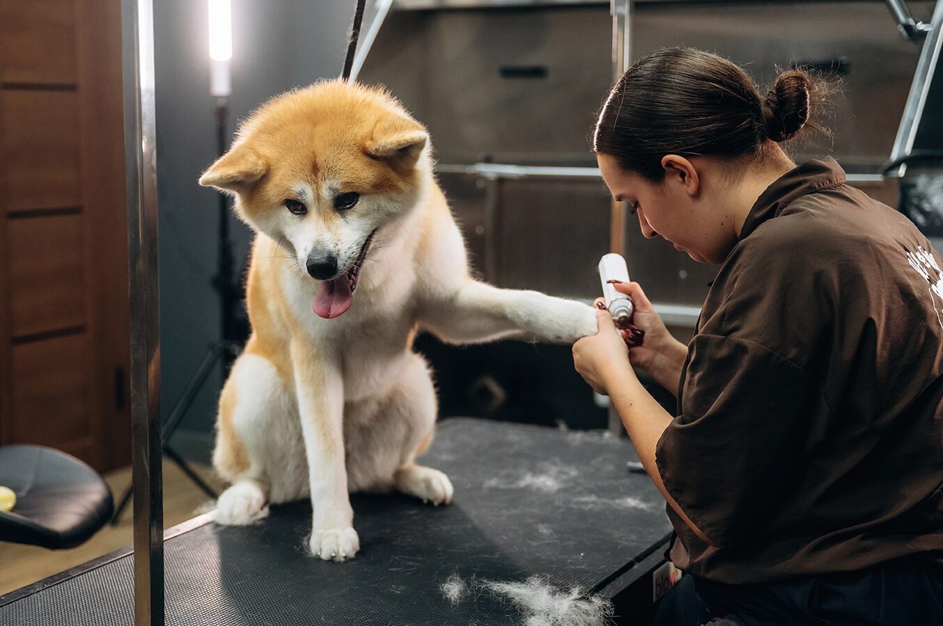 A groomer working on a fluffy dog in the salon