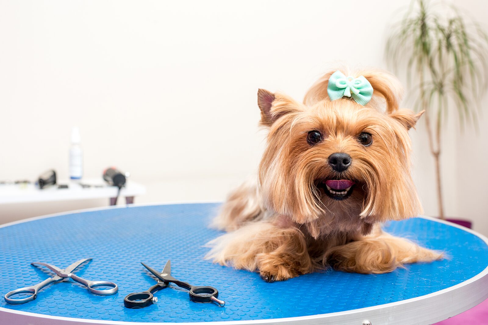 Full Groom - Small Dog