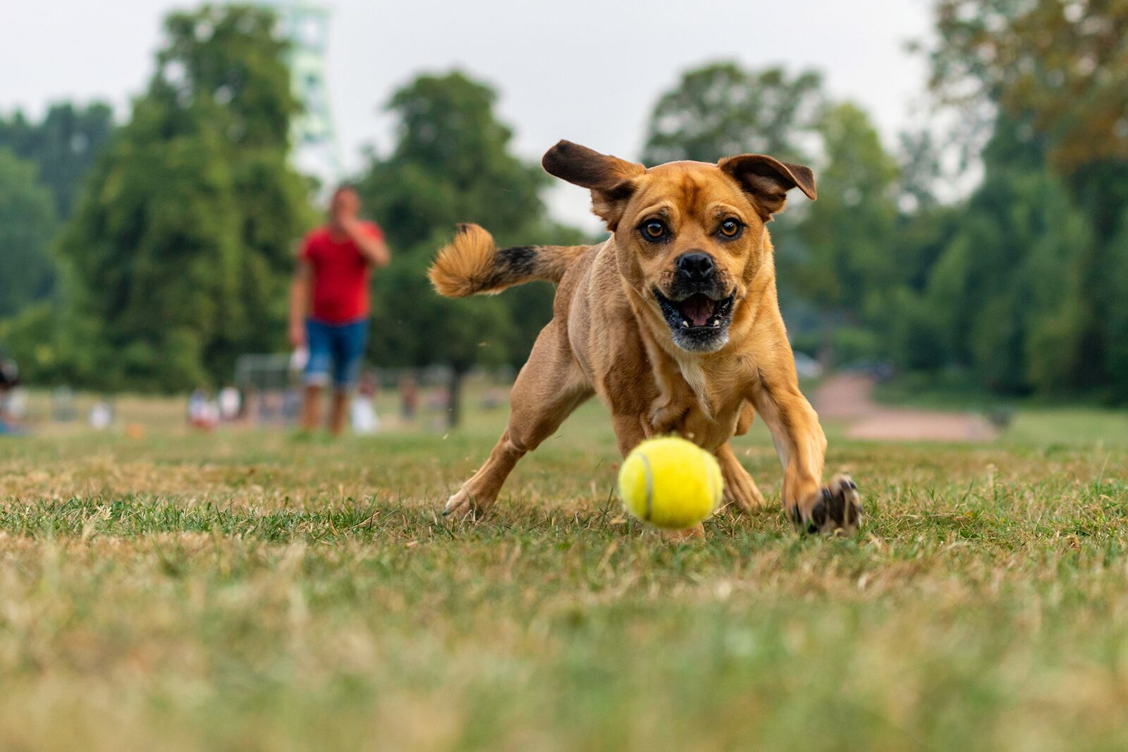 Doggie Daycare - Full Day