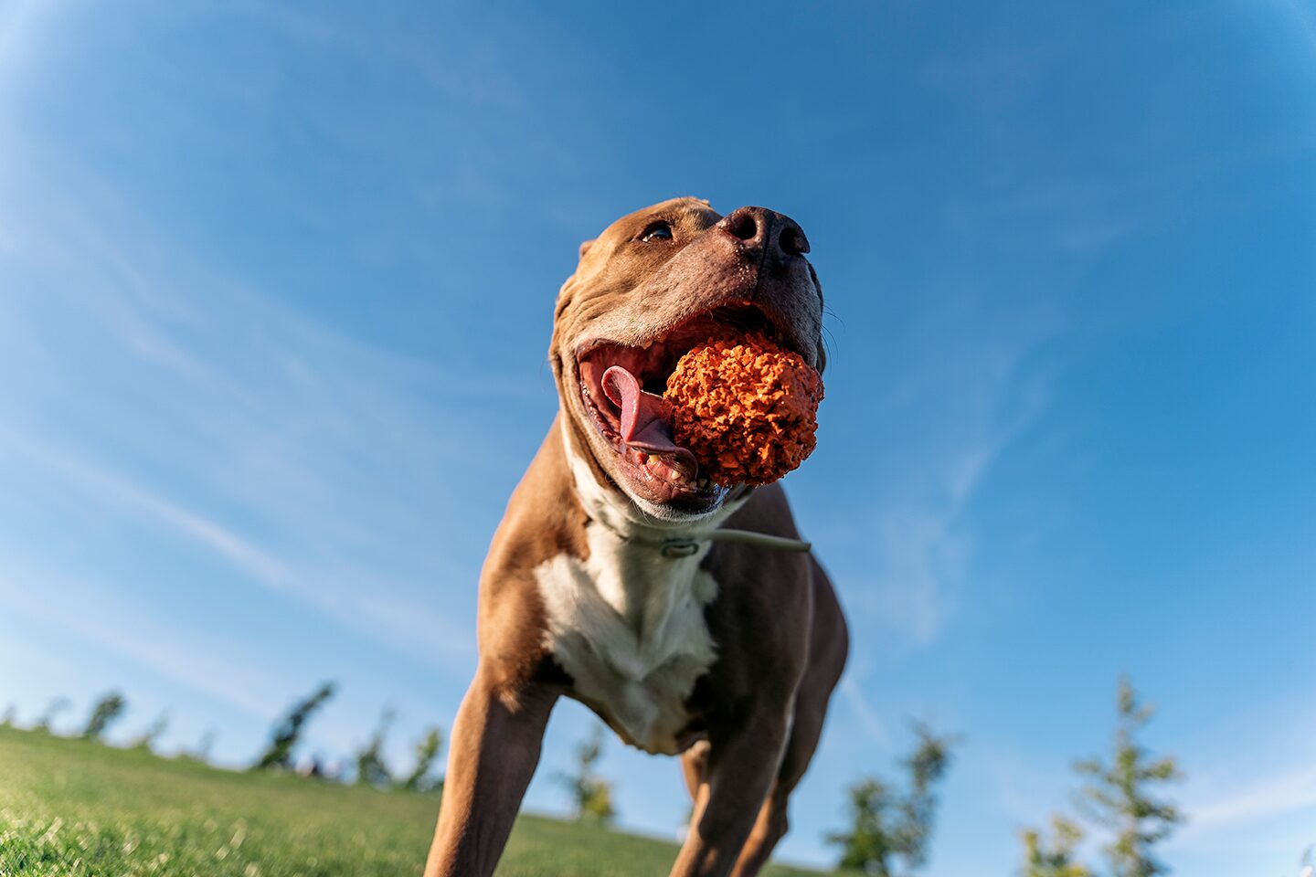A happy dog running outdoors