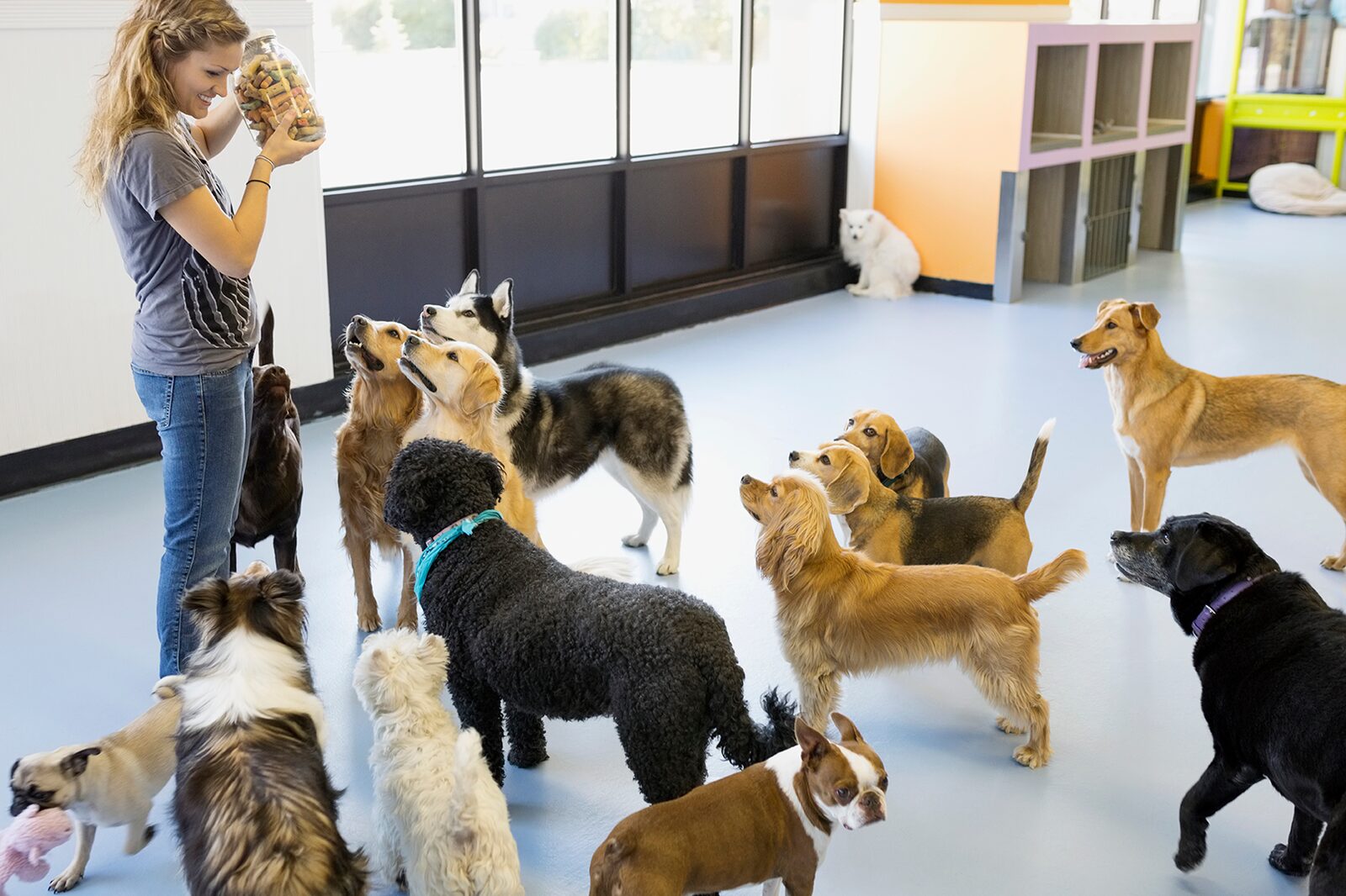 Safe, supervised dog care