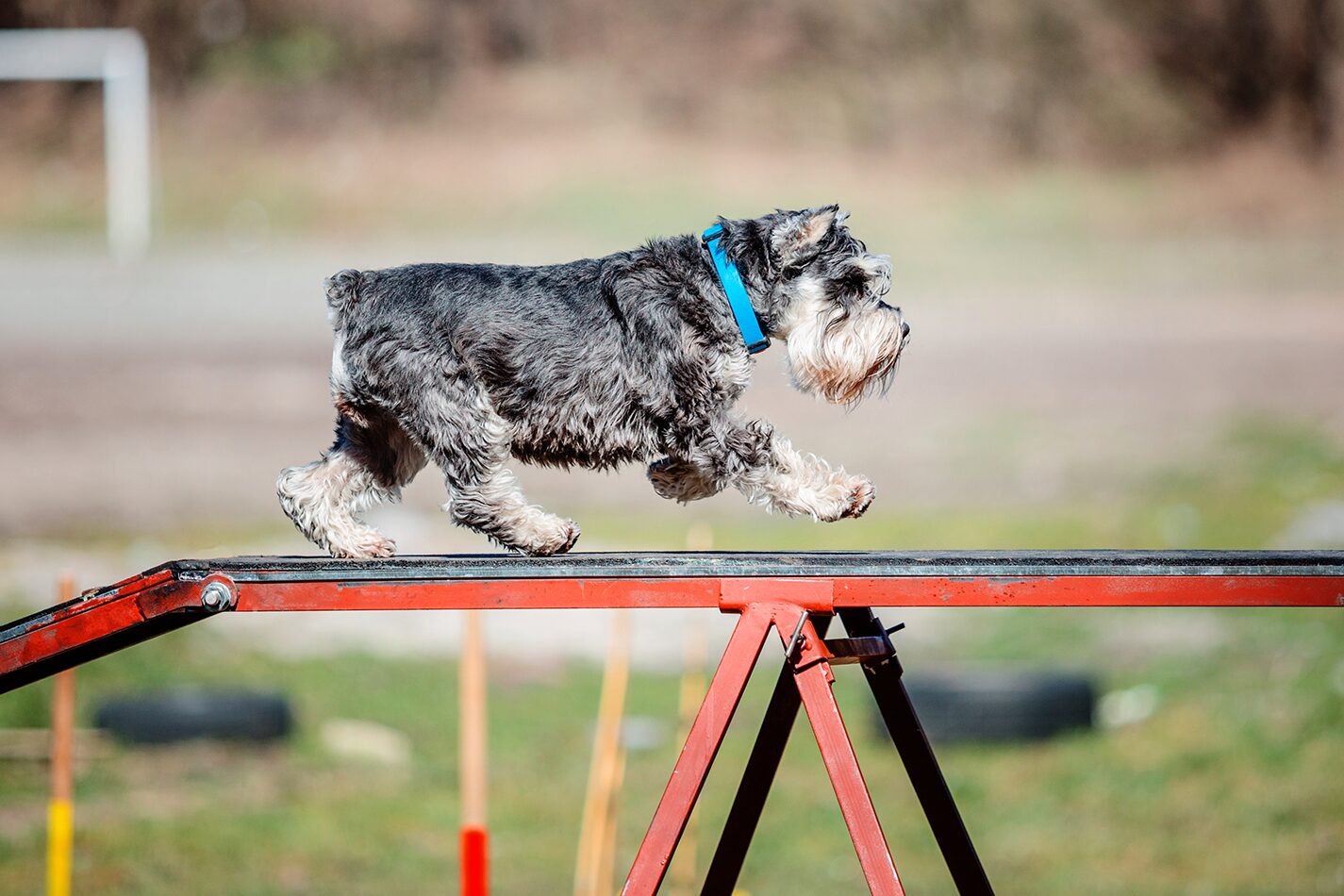 A dog working through an agility course