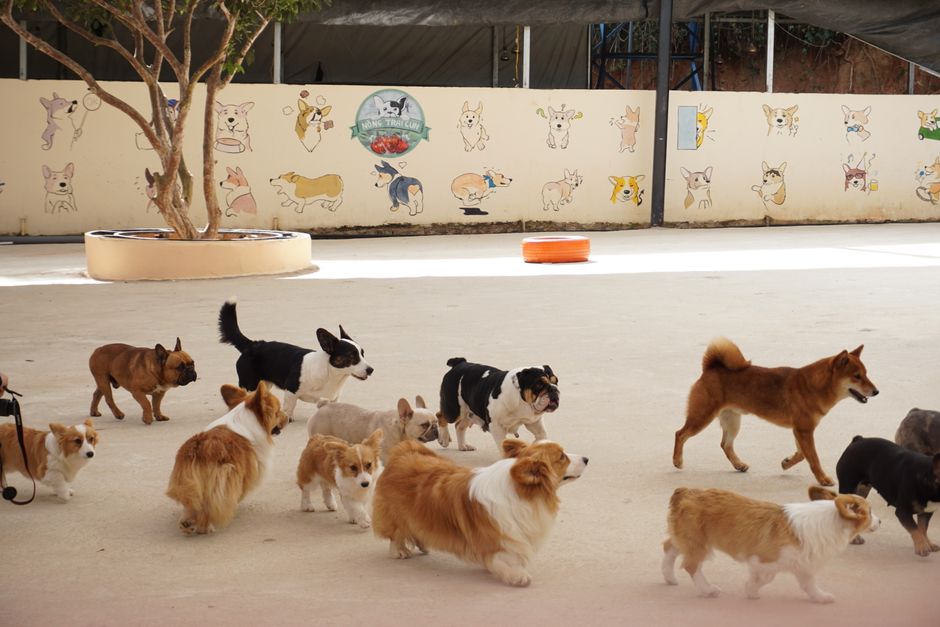 Doggie Daycare - Half Day
