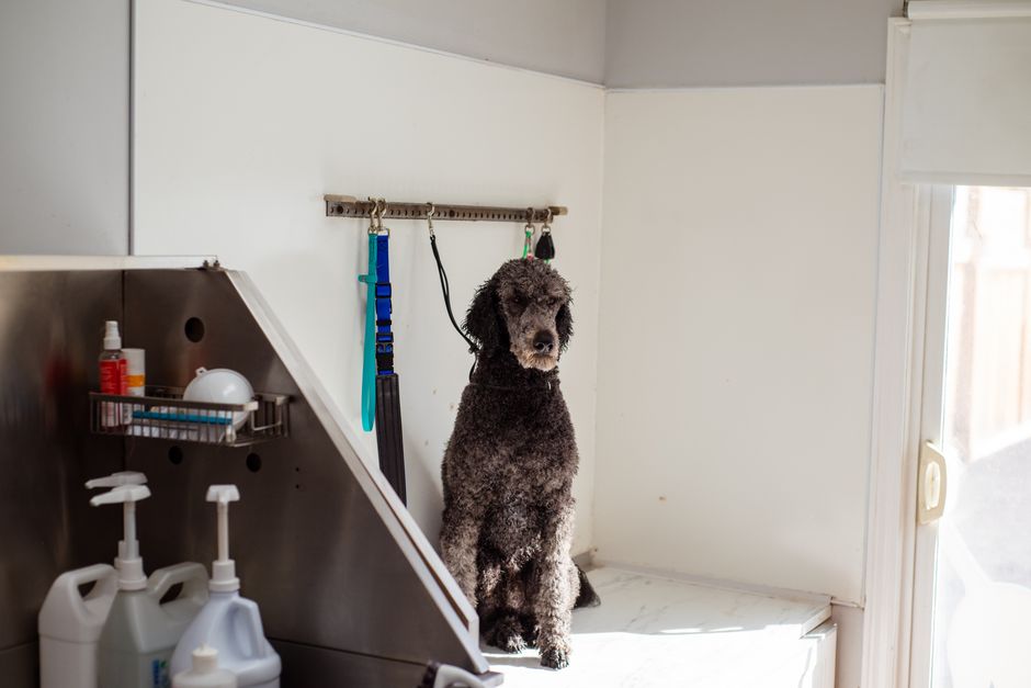 Full Groom - Large Dog